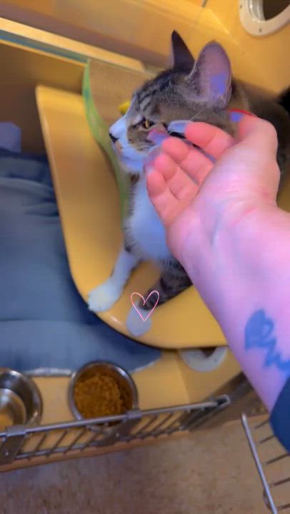 Enlarge Scooter, a ADOPTABLE Domestic Short Hair in Newton, MA video 2/2