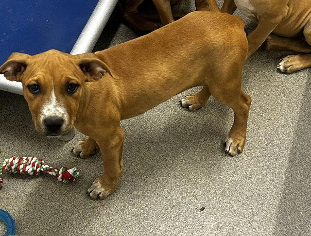 Gigi 3mo, Adoptable, Young Female Rhodesian Ridgeback.