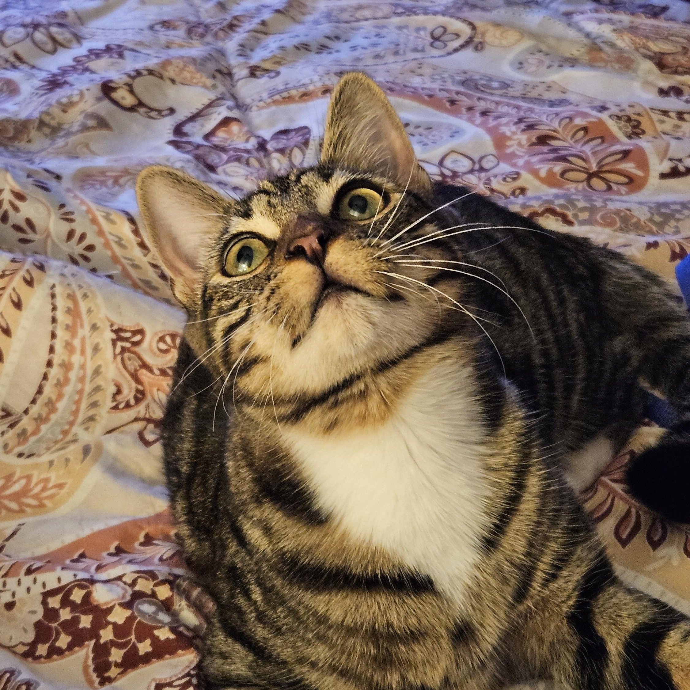 Marcus, Adopted, Young Male Tabby & Bengal.