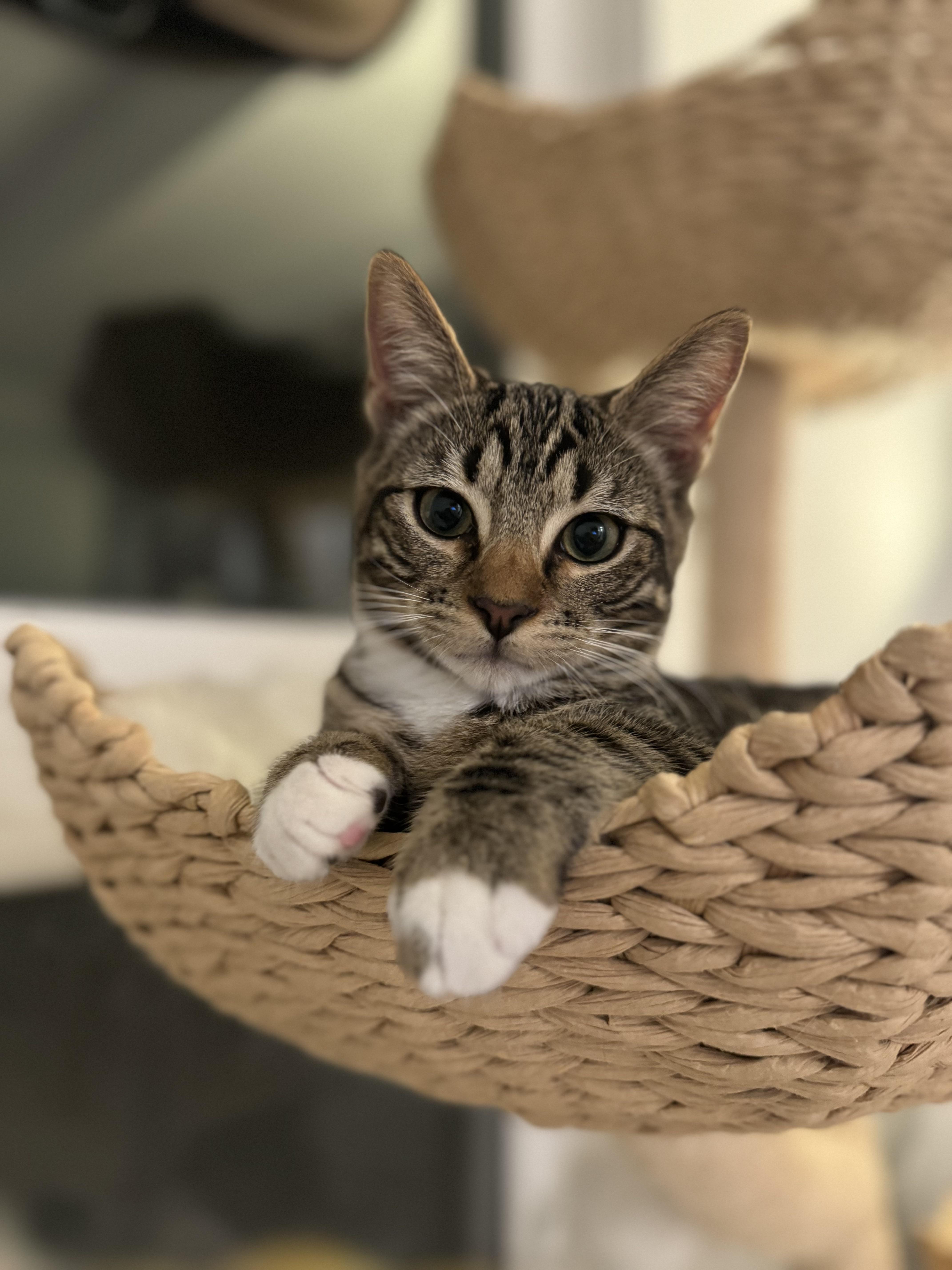 Enlarge Marcus, a Adopted mixed breed in South San Francisco, CA image 2/3