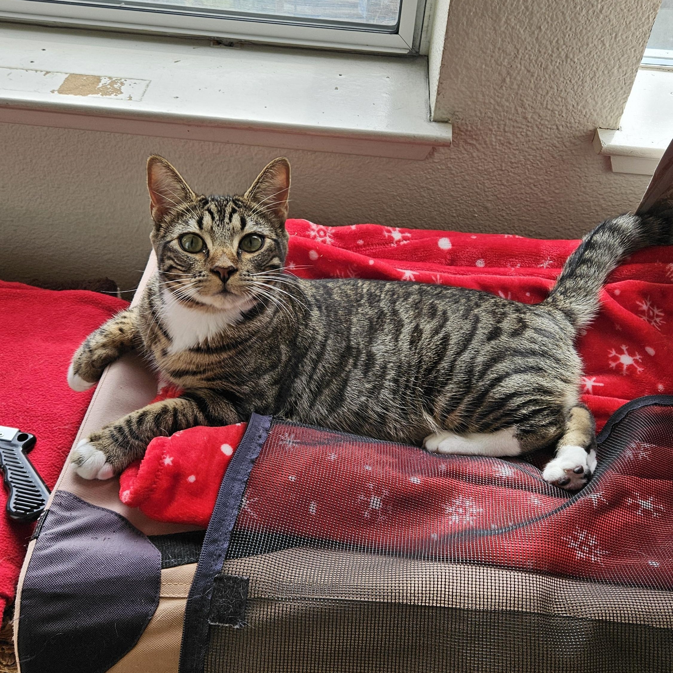 Enlarge Marcus, a Adopted mixed breed in South San Francisco, CA image 3/3