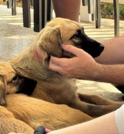 LEVI (FOSTER OR FOSTER TO ADOPT), a ADOPTABLE mixed breed in Ajax, ON image 6/6