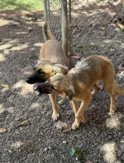 LEVI (FOSTER OR FOSTER TO ADOPT), a ADOPTABLE mixed breed in Ajax, ON image 3/6