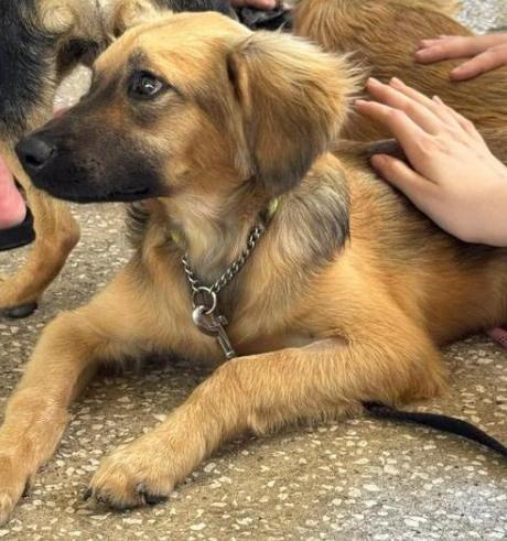 LEVI (FOSTER OR FOSTER TO ADOPT), a ADOPTABLE mixed breed in Ajax, ON image 1/6