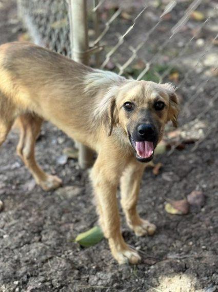 LEVI (FOSTER OR FOSTER TO ADOPT), a ADOPTABLE mixed breed in Ajax, ON image 5/6