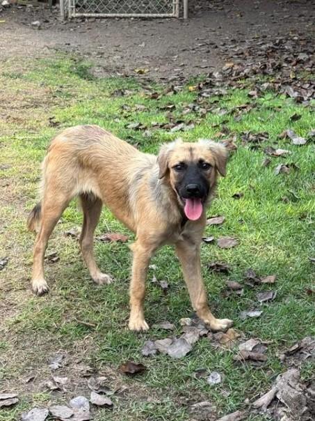 LEVI (FOSTER OR FOSTER TO ADOPT), a ADOPTABLE mixed breed in Ajax, ON image 2/6