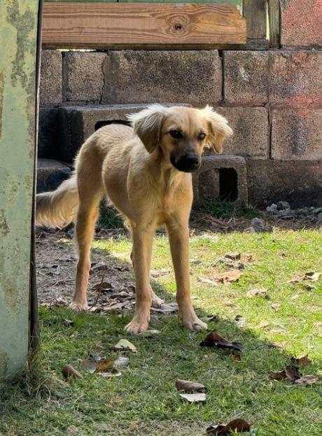 LEVI (FOSTER OR FOSTER TO ADOPT), a ADOPTABLE mixed breed in Ajax, ON image 4/6
