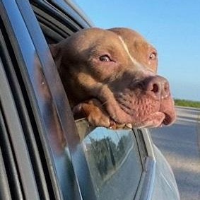 Enlarge Ginger, a Adoptable Pit Bull Terrier in Dripping Springs, TX image 2/4