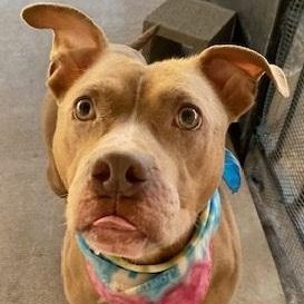 Enlarge Ginger, a Adoptable Pit Bull Terrier in Dripping Springs, TX image 1/4