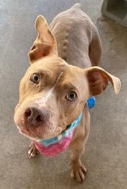 Enlarge Ginger, a Adoptable Pit Bull Terrier in Dripping Springs, TX image 4/4