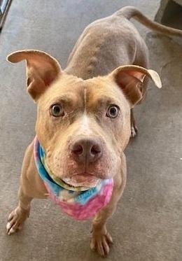 Enlarge Ginger, a Adoptable Pit Bull Terrier in Dripping Springs, TX image 3/4