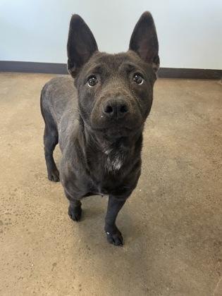 Shoelace, an adopted mixed breed in Mishawaka, IN image 1/6