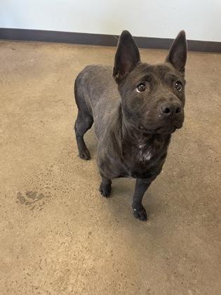 Shoelace, an adopted mixed breed in Mishawaka, IN image 6/6