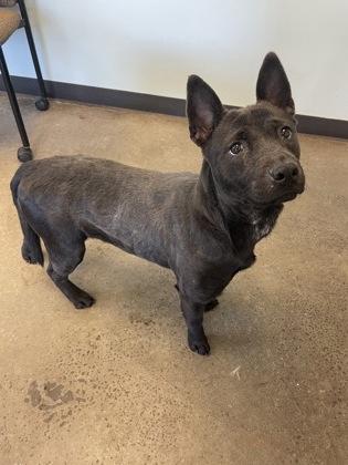 Shoelace, an adopted mixed breed in Mishawaka, IN image 5/6