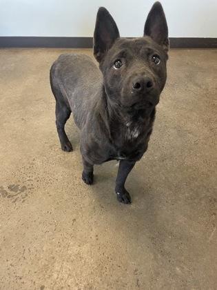 Shoelace, an adopted mixed breed in Mishawaka, IN image 4/6