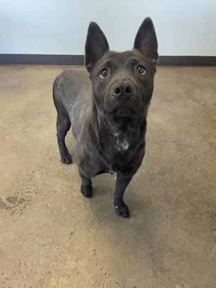 Shoelace, an adopted mixed breed in Mishawaka, IN image 3/6