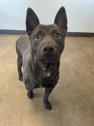 Shoelace, an adopted mixed breed in Mishawaka, IN image 2/6