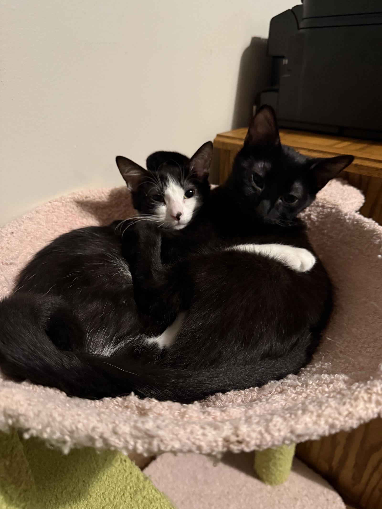 Harpy, Adopted, Young Female Domestic Short Hair.