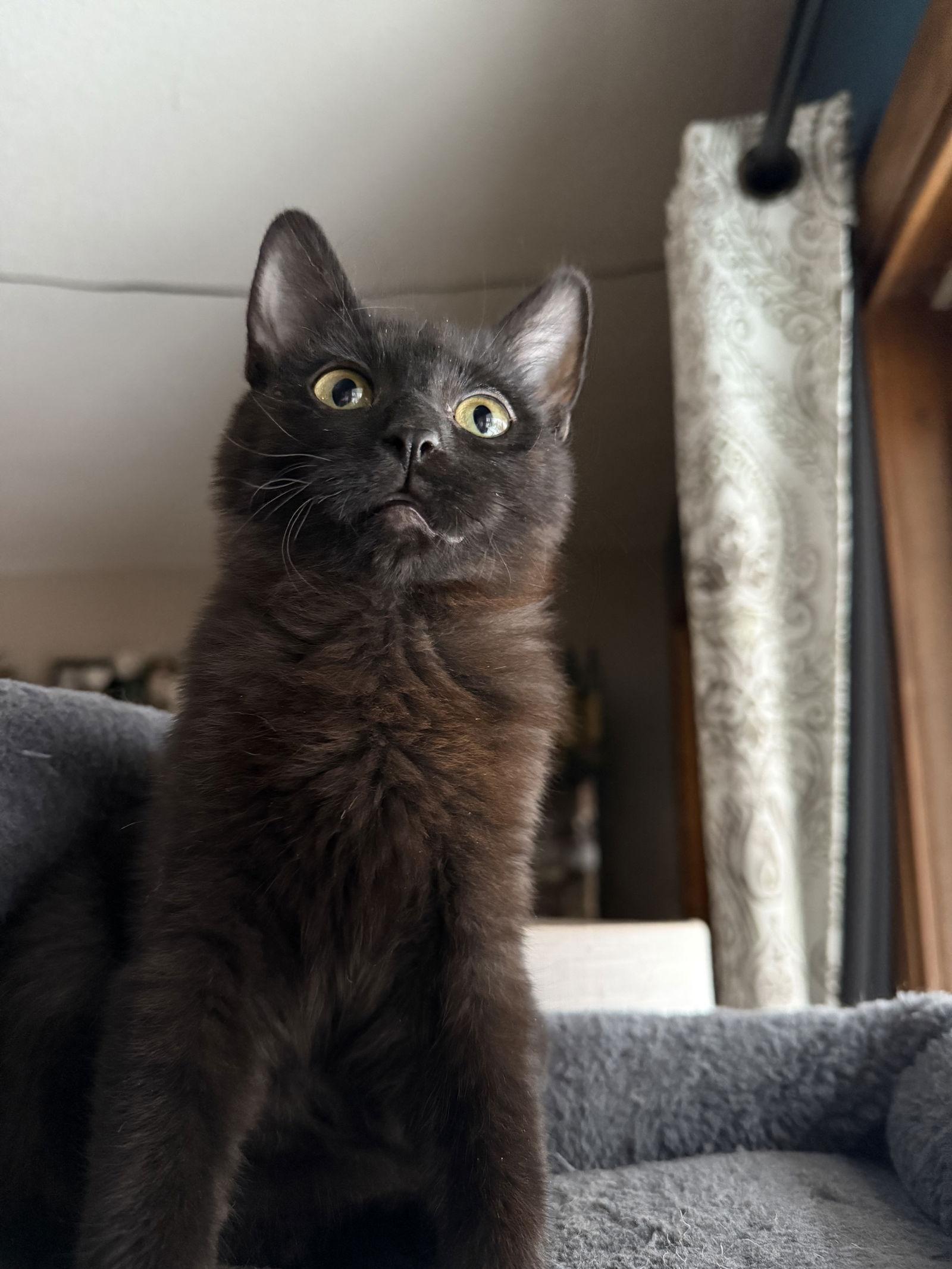 Enlarge Harpy, a Adopted Domestic Short Hair in Forest Lake, MN image 2/3