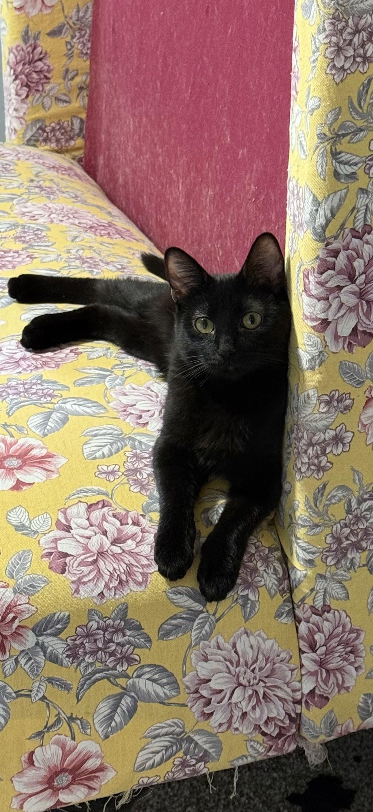 Enlarge Harpy, a Adopted Domestic Short Hair in Forest Lake, MN image 3/3