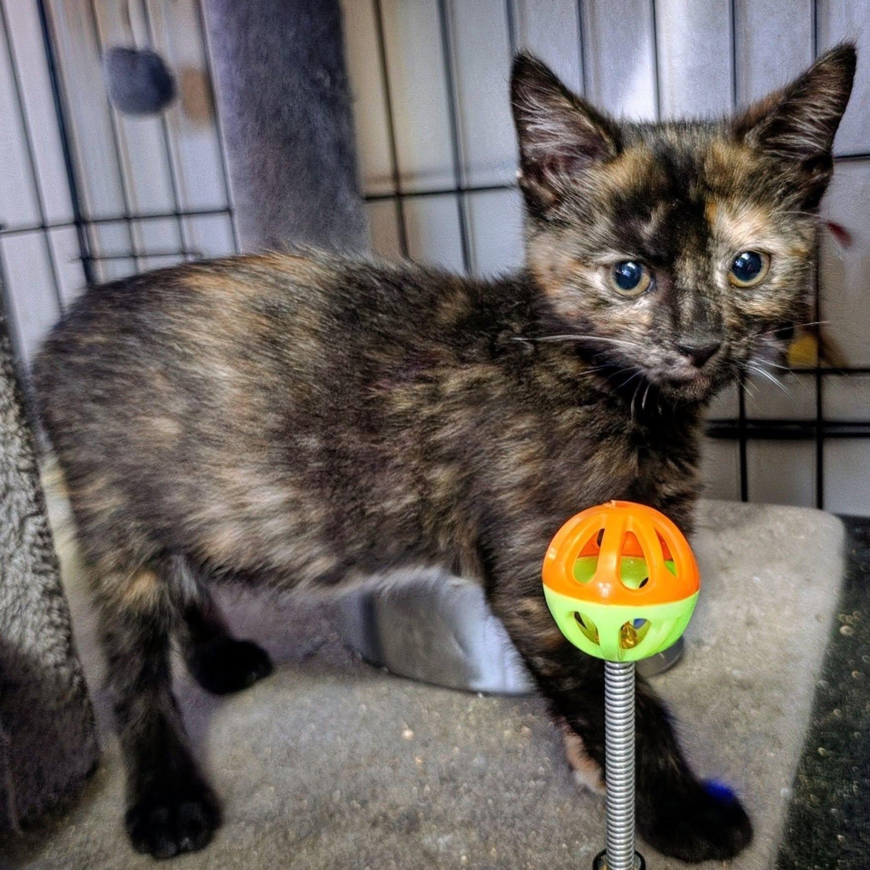 Spice, Adoptable, Kitten Female Tortoiseshell.