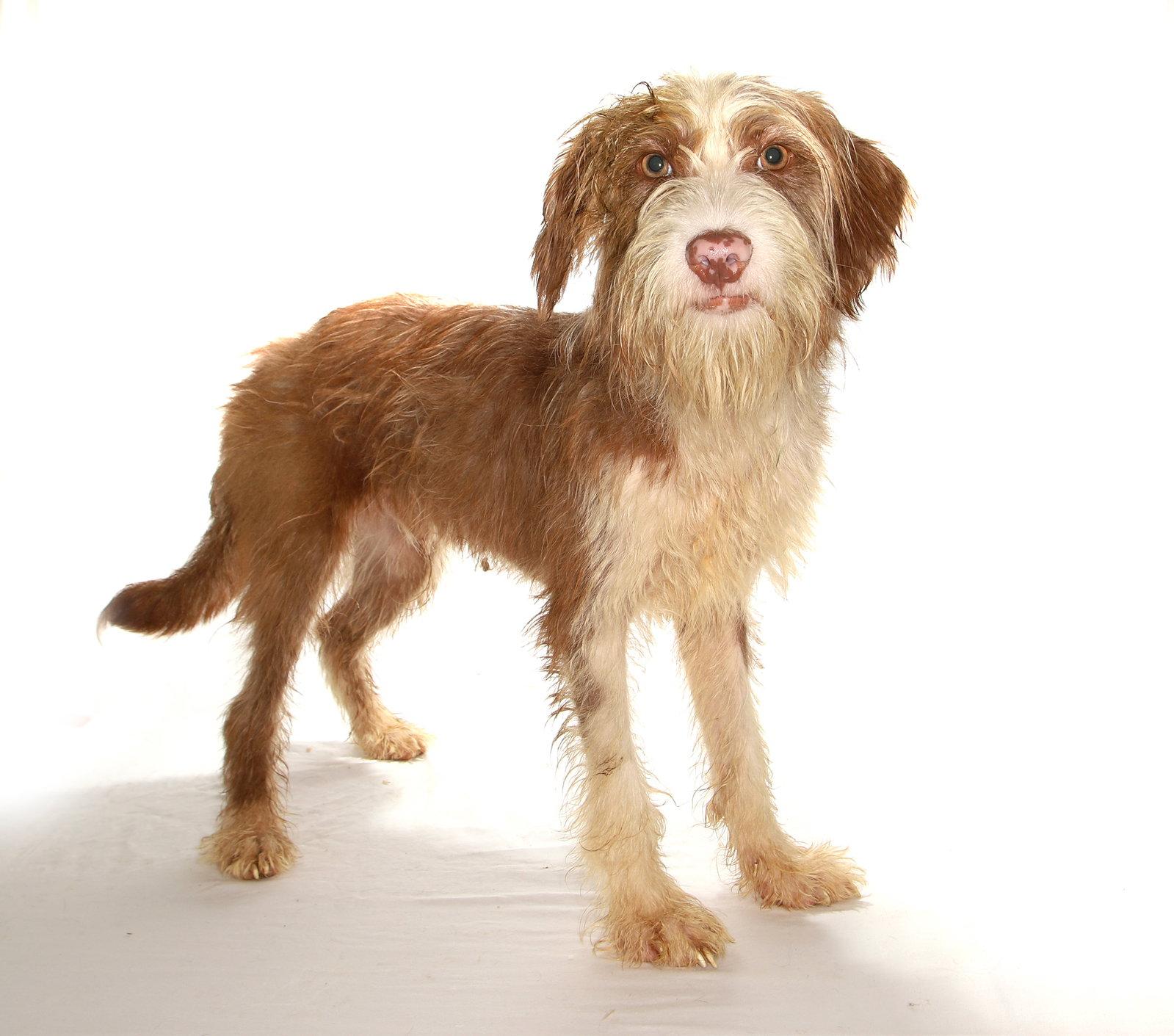 Sugar, a Adoptable mixed breed in Oakland Park, FL image 1/3