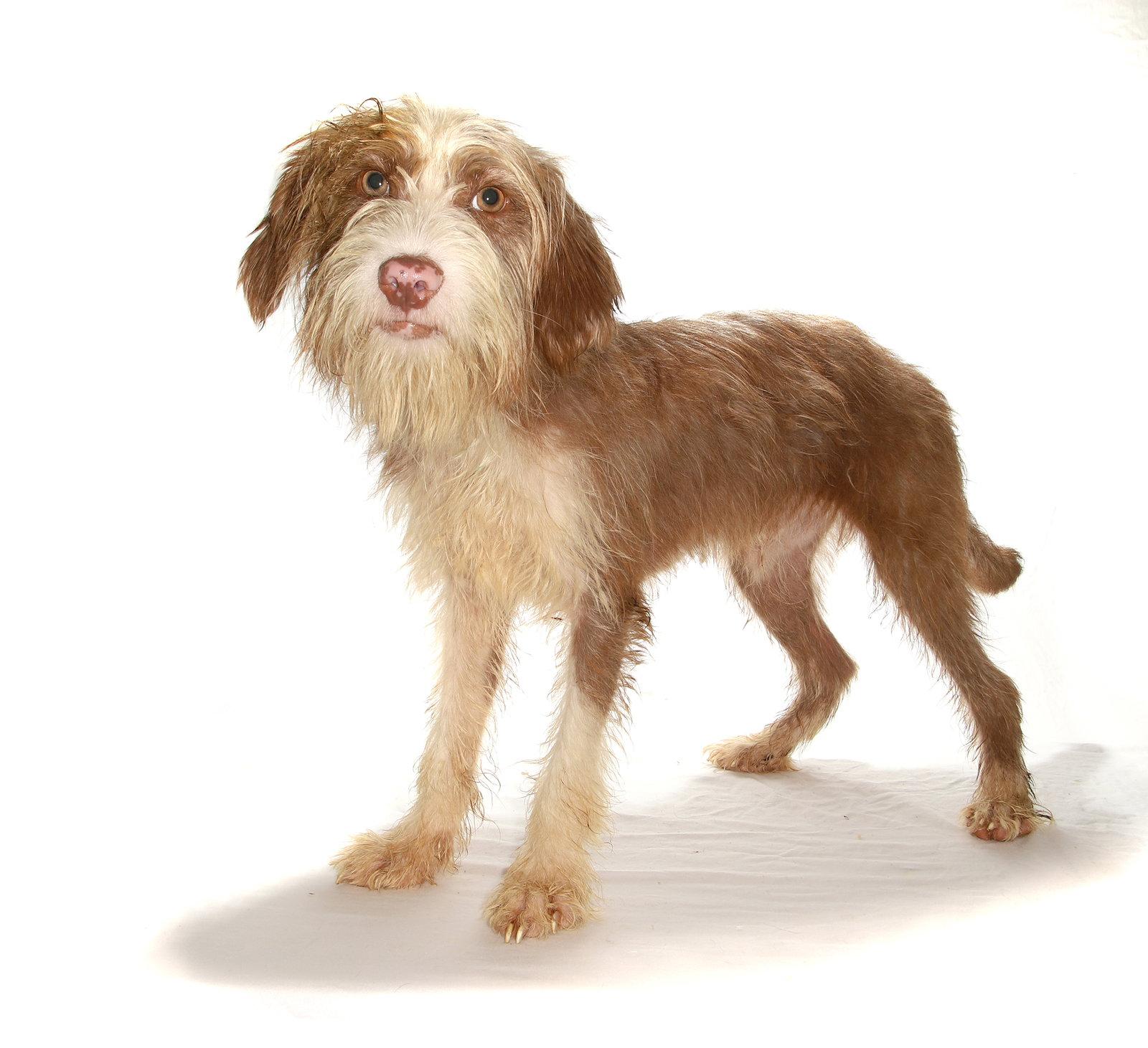 Sugar, a Adoptable mixed breed in Oakland Park, FL image 2/3