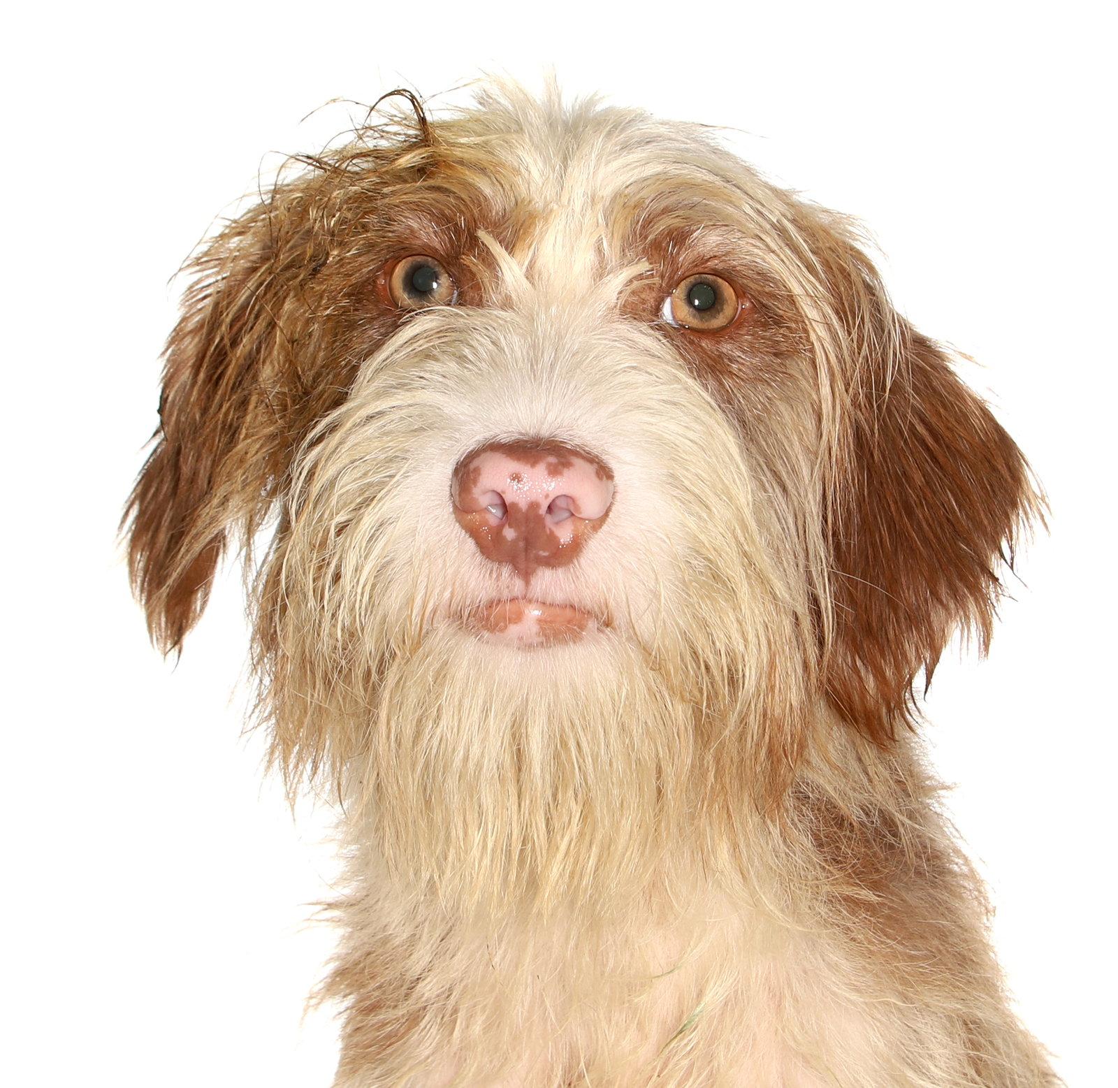 Sugar, a Adoptable mixed breed in Oakland Park, FL image 3/3