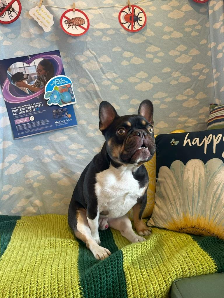 Floyd, Adoptable, Adult Male French Bulldog.