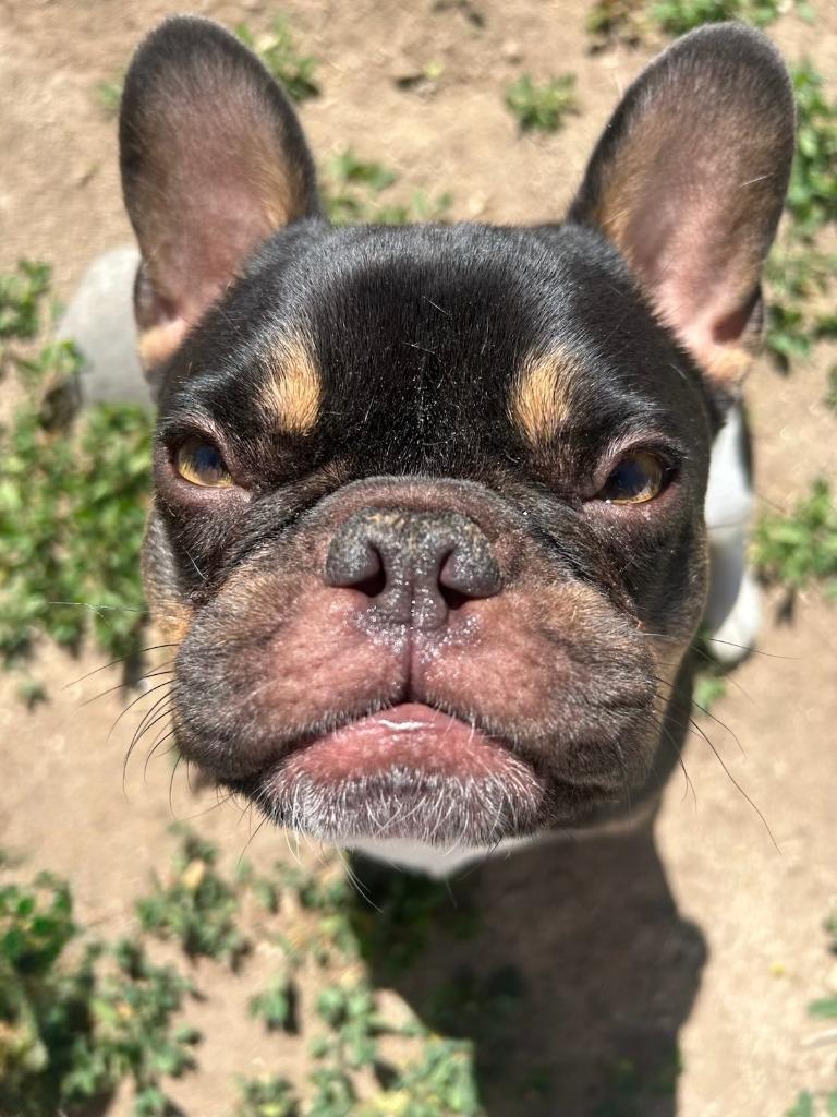 Enlarge Floyd, a Adoptable French Bulldog in Reno, NV image 2/6