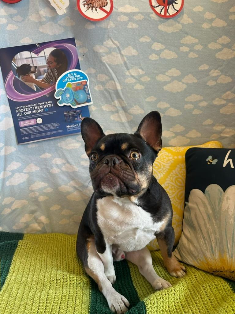Enlarge Floyd, a Adoptable French Bulldog in Reno, NV image 3/6
