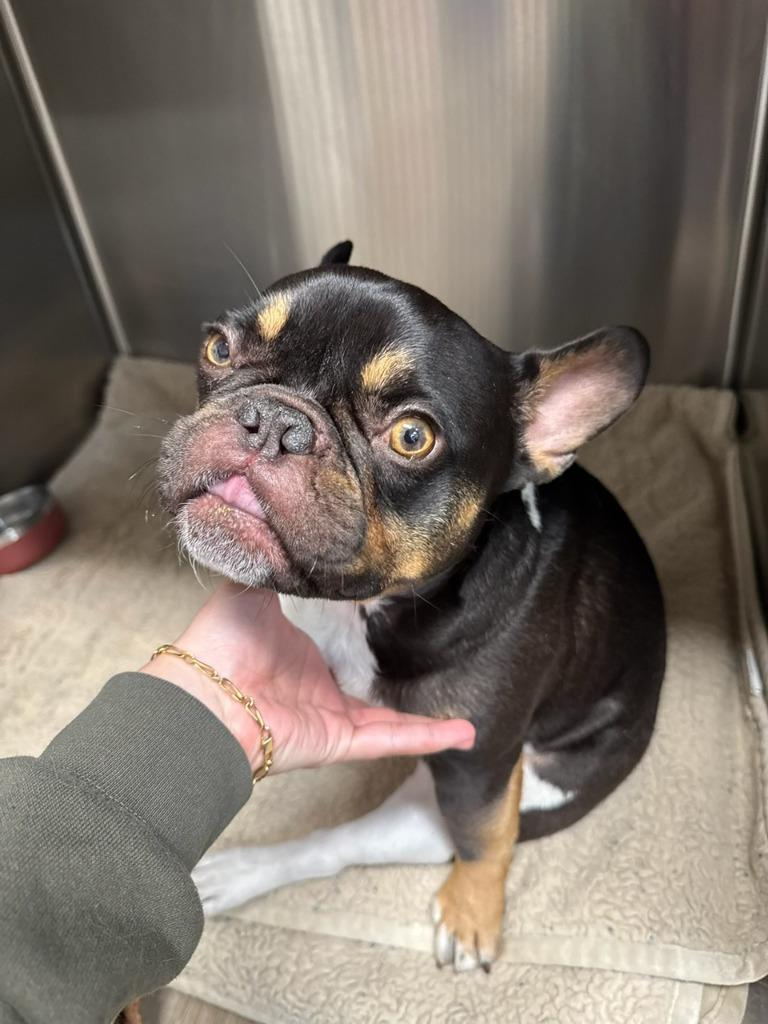 Enlarge Floyd, a Adoptable French Bulldog in Reno, NV image 4/6