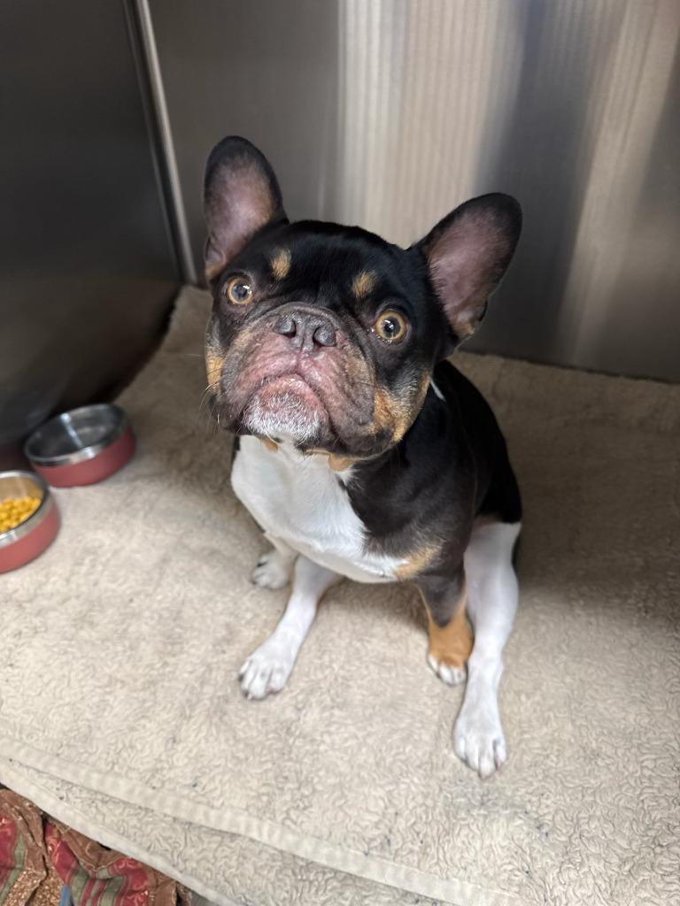 Enlarge Floyd, a Adoptable French Bulldog in Reno, NV image 5/6