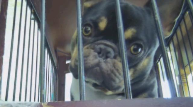 Enlarge Floyd, a Adoptable French Bulldog in Reno, NV image 6/6