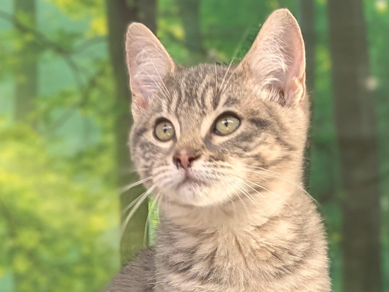 Chimichanga, an adoptable Tabby, Domestic Short Hair in Republic, WA, 99166 | Photo Image 1