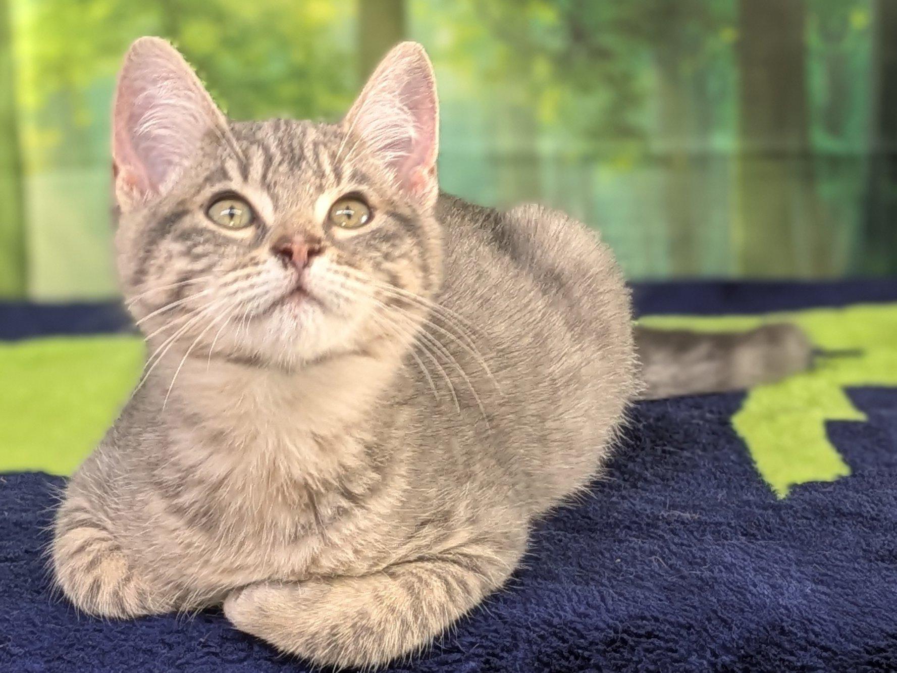Chimichanga, an adoptable Tabby, Domestic Short Hair in Republic, WA, 99166 | Photo Image 2