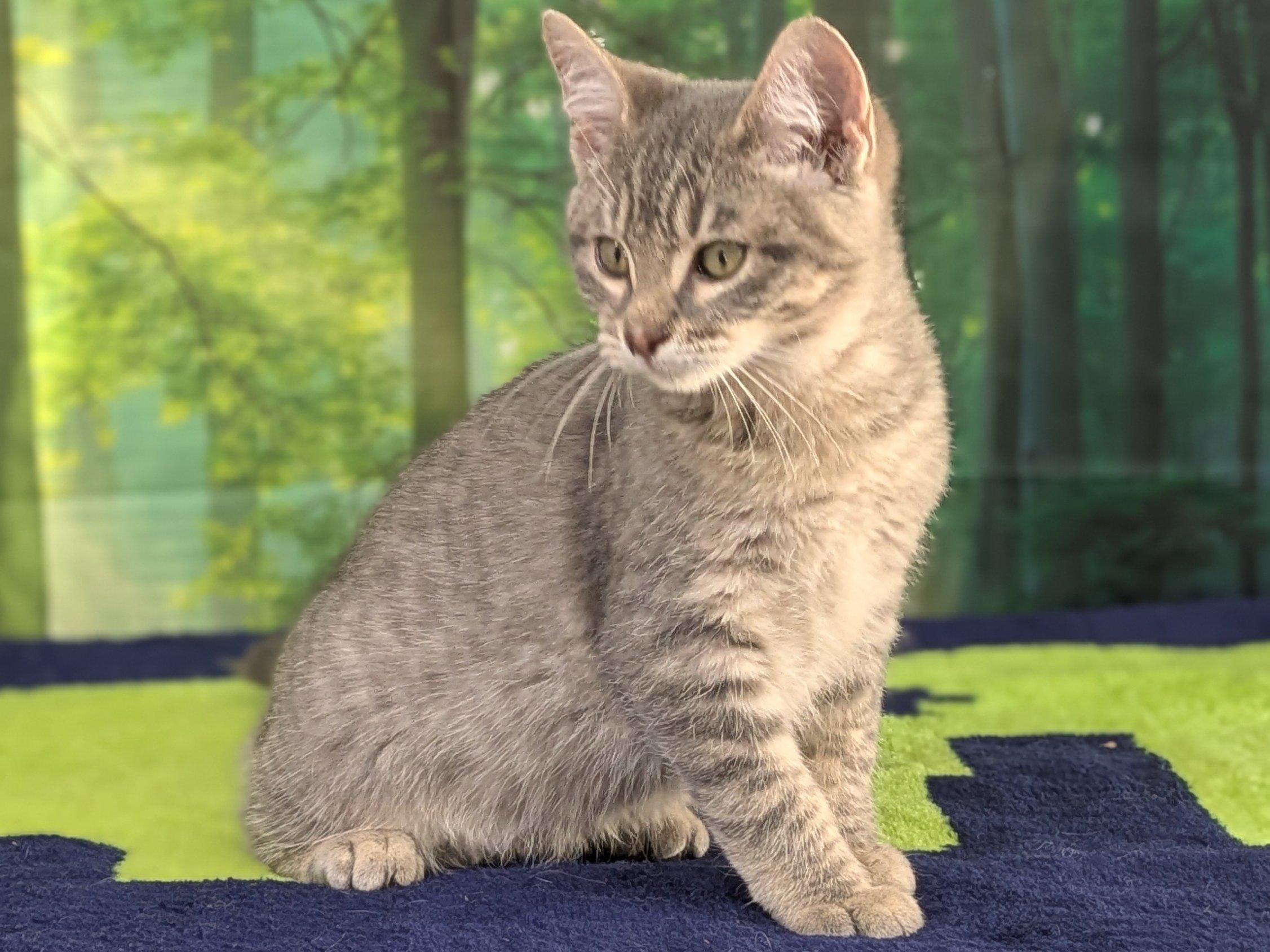 Chimichanga, an adoptable Tabby, Domestic Short Hair in Republic, WA, 99166 | Photo Image 4