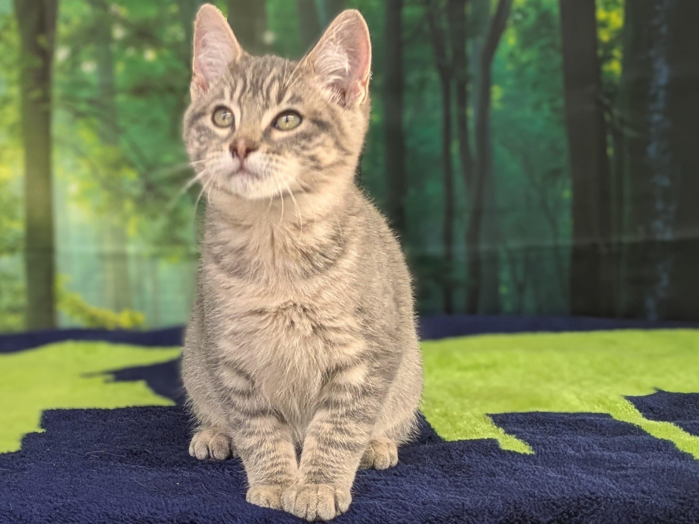 Chimichanga, an adoptable Tabby, Domestic Short Hair in Republic, WA, 99166 | Photo Image 3