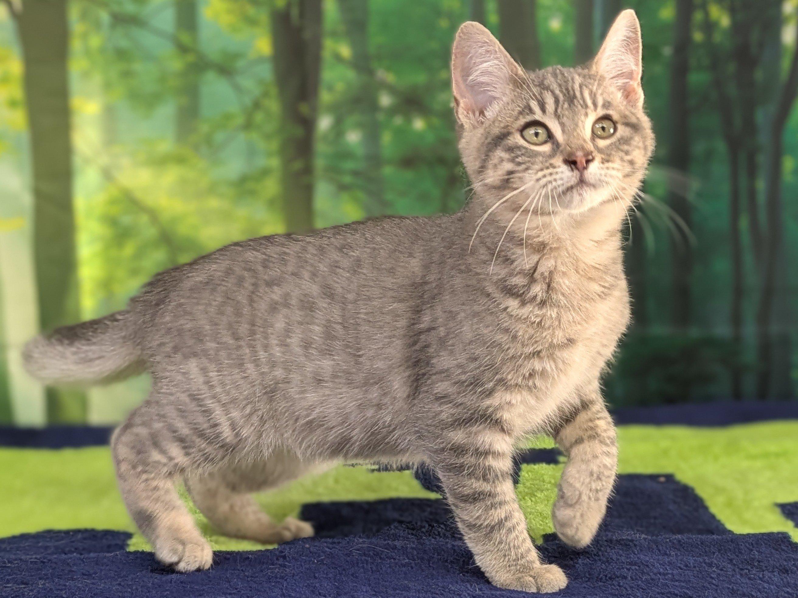 Chimichanga, an adoptable Tabby, Domestic Short Hair in Republic, WA, 99166 | Photo Image 5