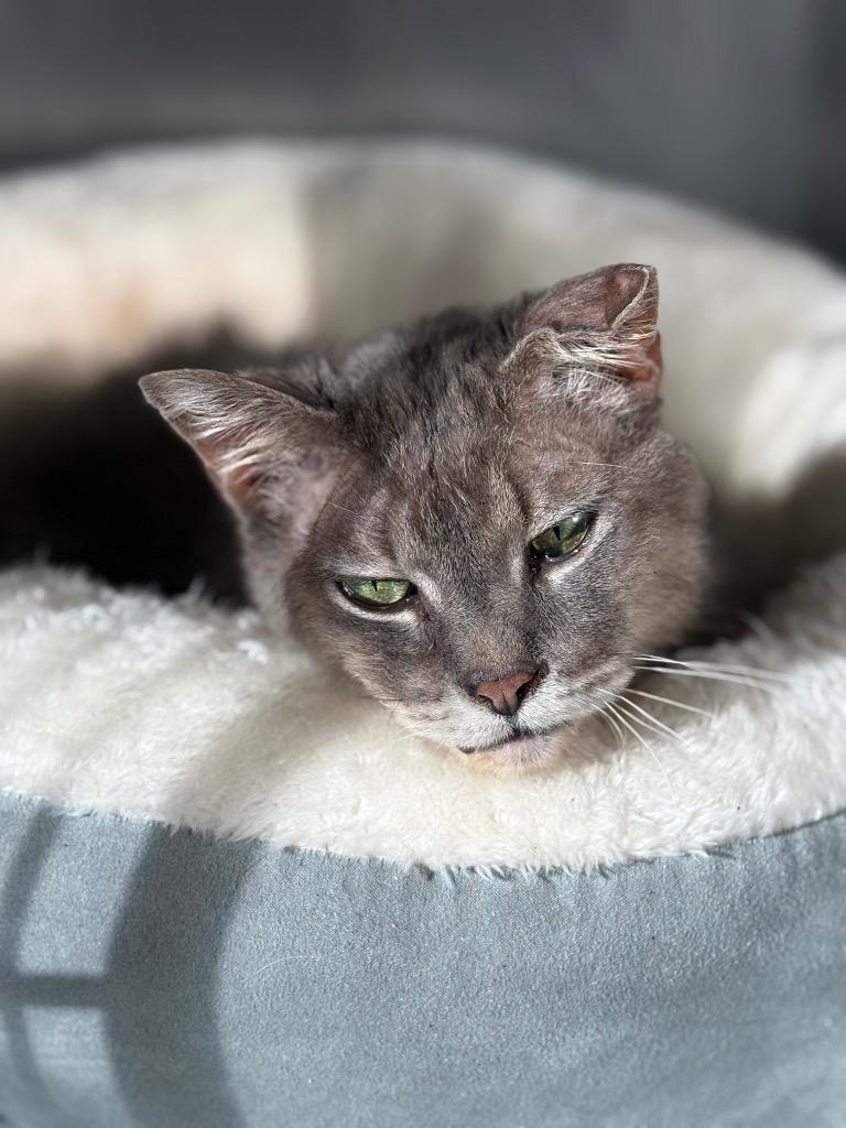 Cauliflower, a Adoptable mixed breed in Ashland, WI image 1/2