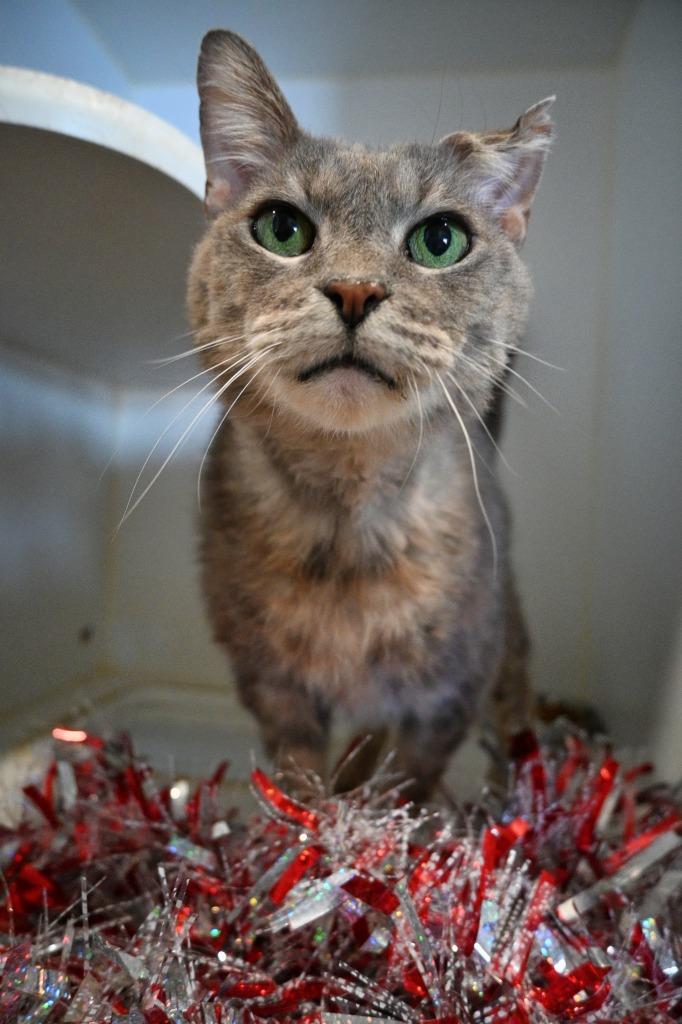 Cauliflower, a Adoptable mixed breed in Ashland, WI image 2/2