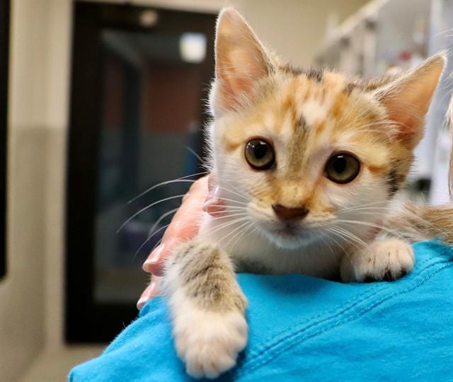 Enlarge BUBBLES, a Adoptable Domestic Short Hair in San Luis Obispo, CA image 1/1