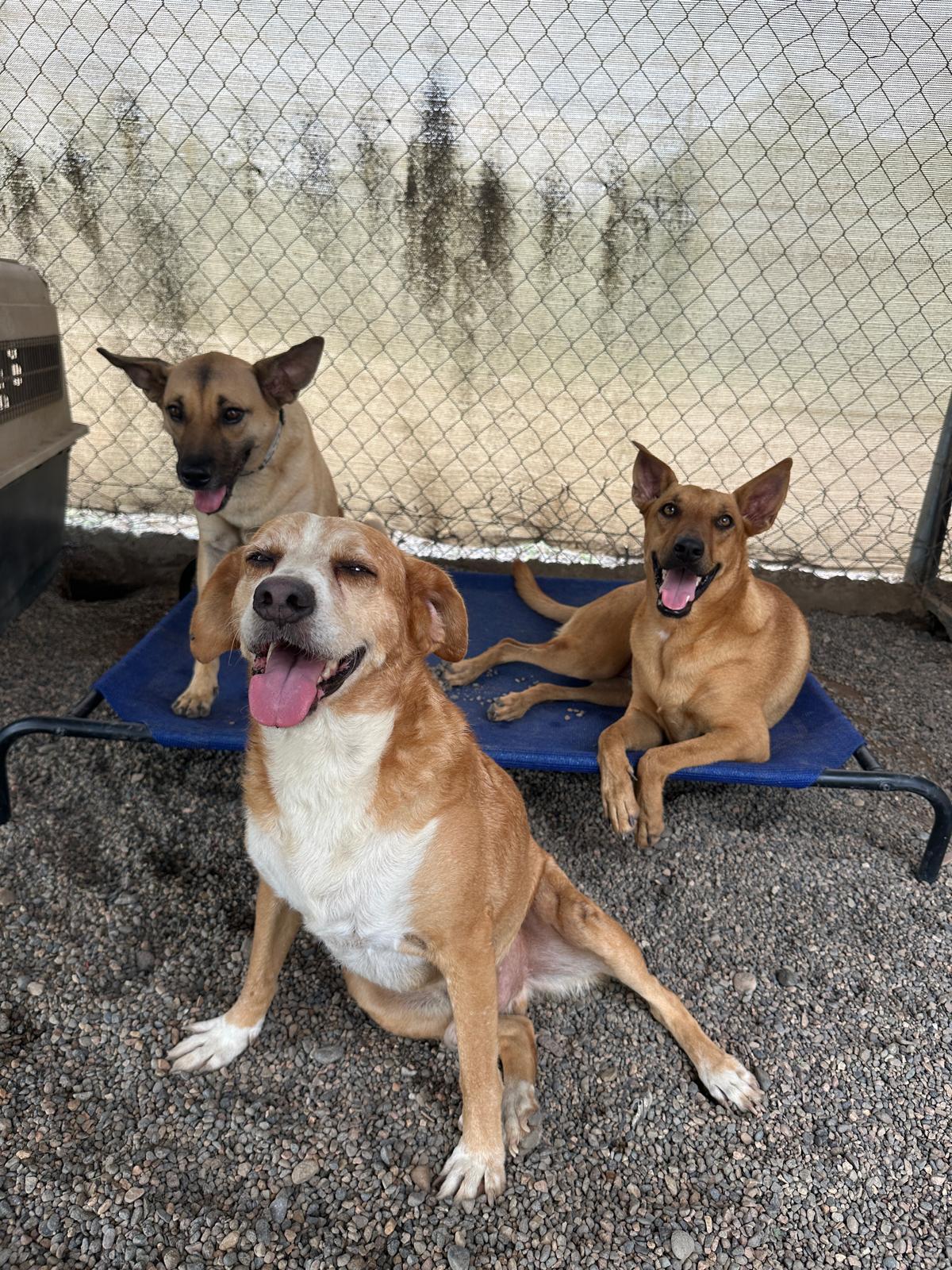 Enlarge Shaggy, a Adoptable mixed breed in San Jose, CA image 2/6
