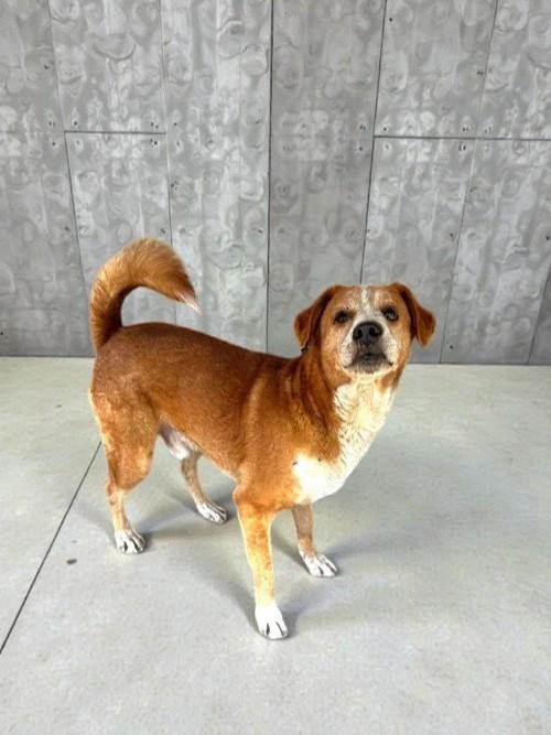 Enlarge Shaggy, a Adoptable mixed breed in San Jose, CA image 6/6