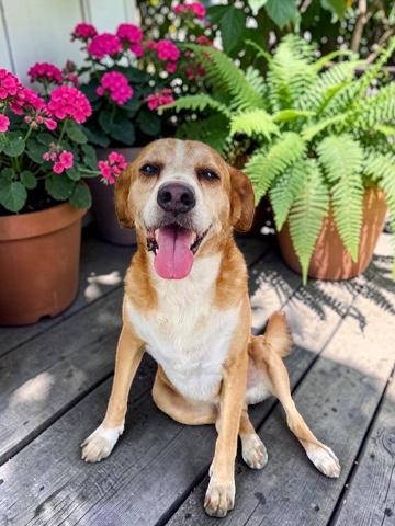 Shaggy, Adoptable, Adult Male Australian Shepherd & Retriever.
