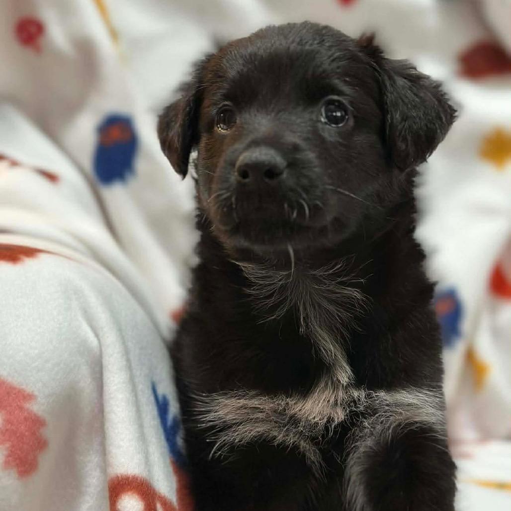 Pegasus, a Adoptable Mixed Breed in Jackson, MO image 1/2