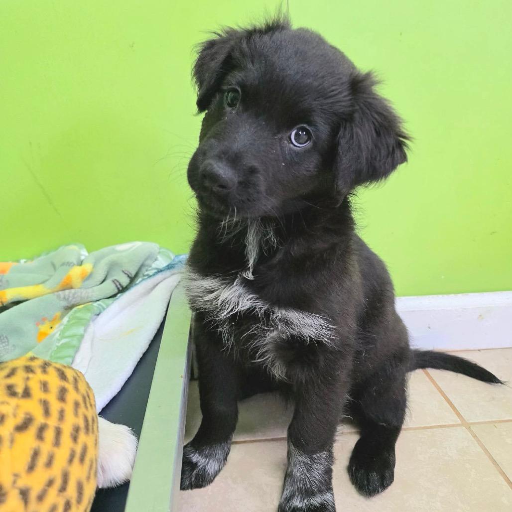 Pegasus, Adoptable, Puppy Female Mixed Breed.