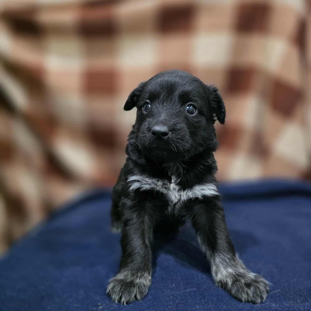 Pegasus, a Adoptable Mixed Breed in Jackson, MO image 2/2