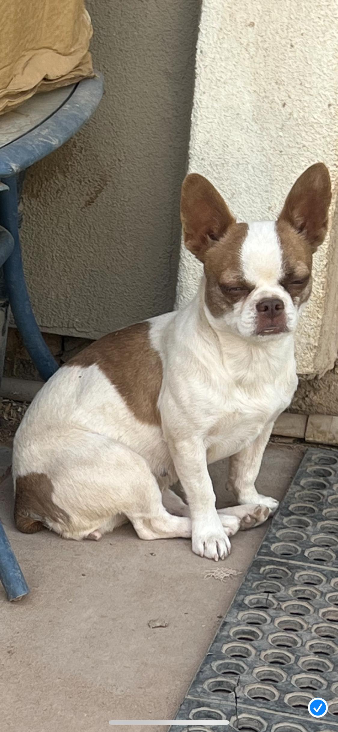 Bridgette - Phoenix area COURTESY POST , Adoptable, Young Female Boston Terrier & French Bulldog.