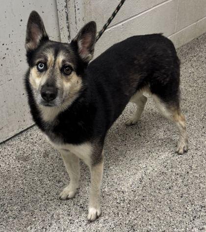 Poe, Adoptable, Adult Male Siberian Husky & Mixed Breed.